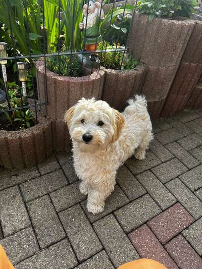 Maltipoo Freunde-Beitrag-Bild