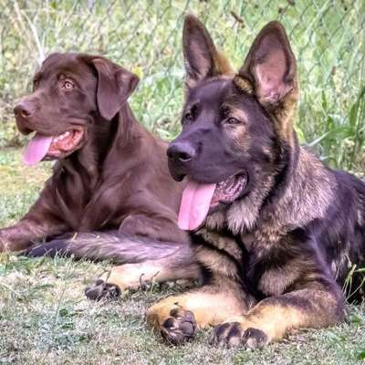Hundetreffen-Junghund Treffen / Begegnungstraining-Bild