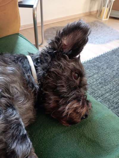 Unsere Fellnasen-Vielfalt im Überblick!-Beitrag-Bild