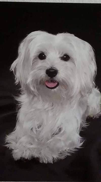 Havaneser dabei?:)-Beitrag-Bild