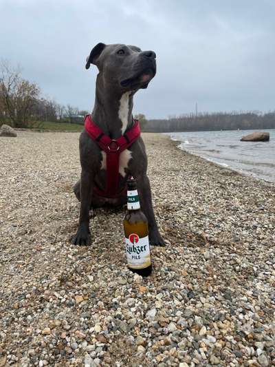 Vorurteile gegenüber Hundebesitzer-Beitrag-Bild