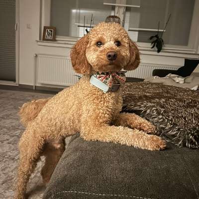 Hundetreffen-Gemeinsames Spazieren gehen / Spielen-Bild