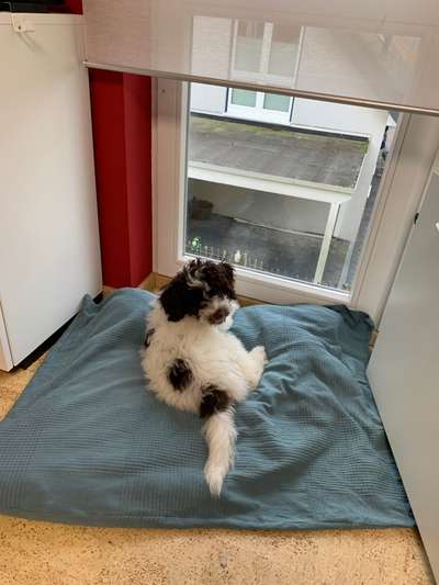 Lagotto Romagnolo Besitzer-Beitrag-Bild