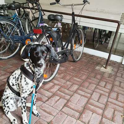 "Tierschutz-Auslandhunde" deren Gesundheit und (Tierarzt)-Kosten.....Diskussion /Meinungen...-Beitrag-Bild