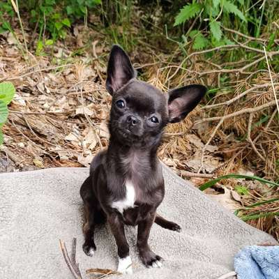 Hundetreffen-Gassi gehen-Bild