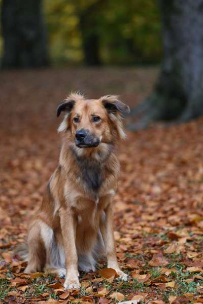 Herbst Bilder-Beitrag-Bild