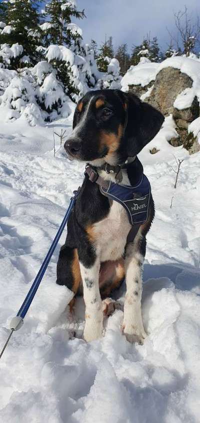 Rassen schätzung-Beitrag-Bild