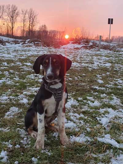 Foto's und Hundemodels-Beitrag-Bild