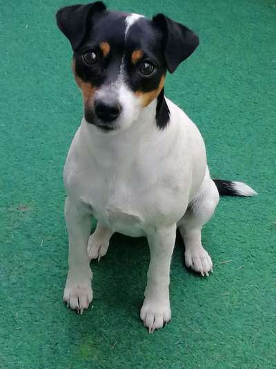 Dein Hund im Dogorama-Kalender 2021-Beitrag-Bild