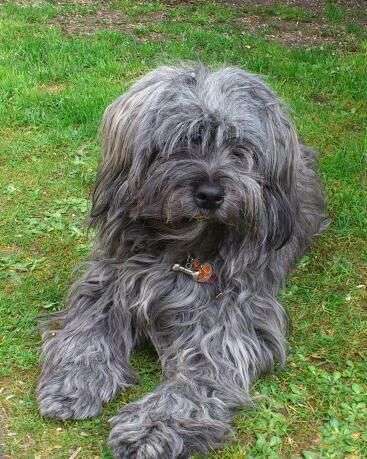 Dein Hund im Dogorama-Kalender 2021-Beitrag-Bild