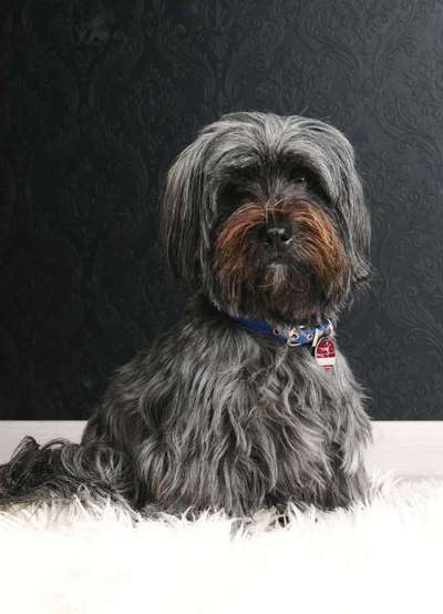 Dein Hund im Dogorama-Kalender 2021-Beitrag-Bild