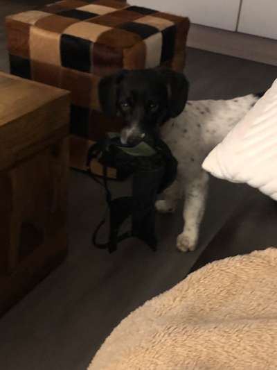 Jack Russel-Beitrag-Bild