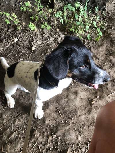 Jack Russel-Beitrag-Bild