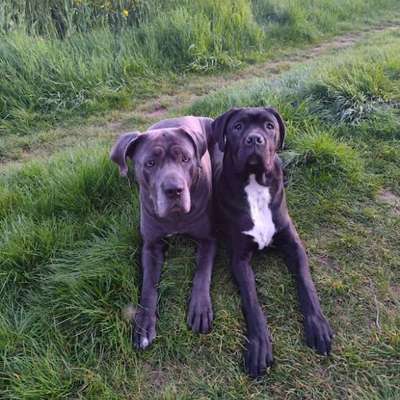 Hundetreffen-Gassi Runde / Spieletreffen-Bild