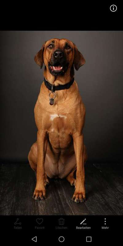 Rhodesian Ridgeback-Beitrag-Bild