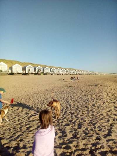 nord- oder Ostsee, Urlaub mit Hund-Beitrag-Bild