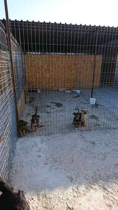 Welpen Bilder !-Beitrag-Bild