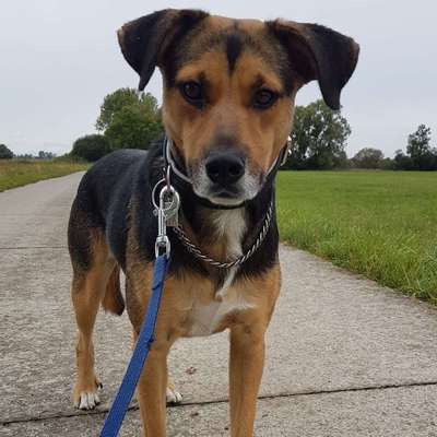 Hundetreffen-Gassirunde Neuruppin-Bild