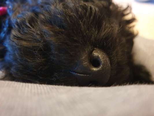 Zeigt her eure Hundenasen-Beitrag-Bild