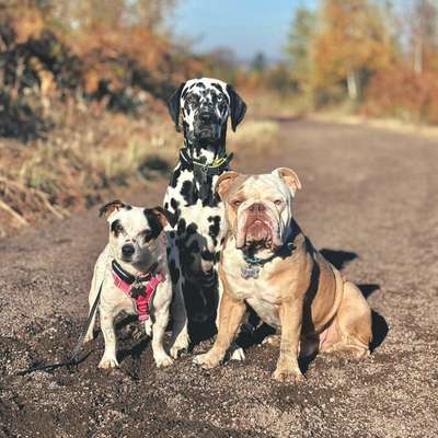 Hundetreffen-Canicross / Bikejöring im Geistinger Wald