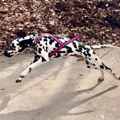 Hundetreffen-Canicross / Bikejöring im Geistinger Wald-Bild