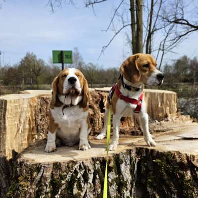 Hundetreffen-Beagle-Bild