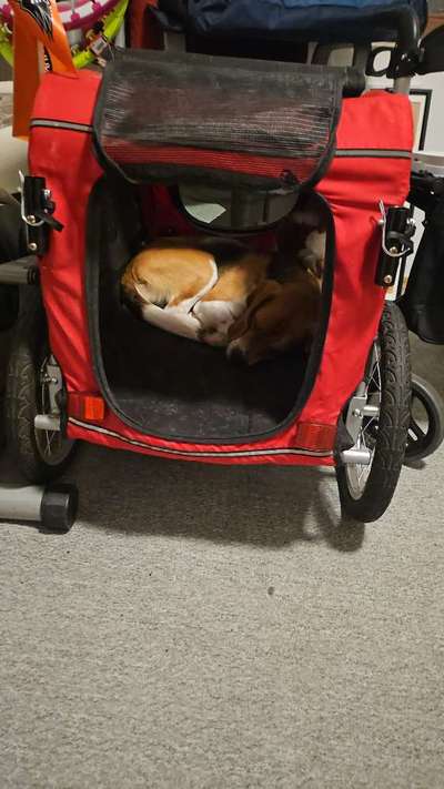 Beagle Junghund und Fahrrad-Beitrag-Bild