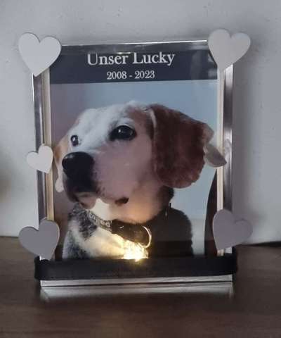 Unsere Fellnasen im Regenbogenland-Beitrag-Bild