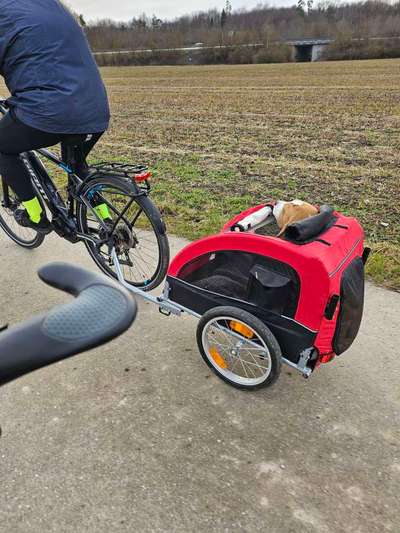 Beagle Junghund und Fahrrad-Beitrag-Bild