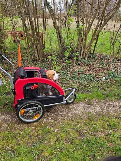 Beagle Junghund und Fahrrad-Beitrag-Bild