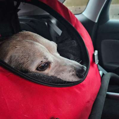 Unsere Fellnasen im Regenbogenland-Beitrag-Bild