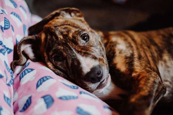 Dogorama Photo Challenge - Der Frühling kommt-Beitrag-Bild