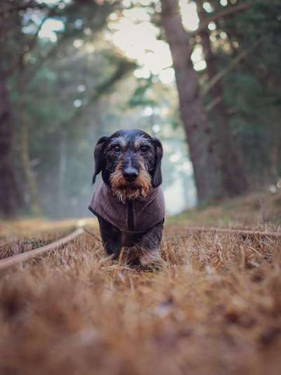 Dogorama Photo Challenge - Der Frühling kommt-Beitrag-Bild