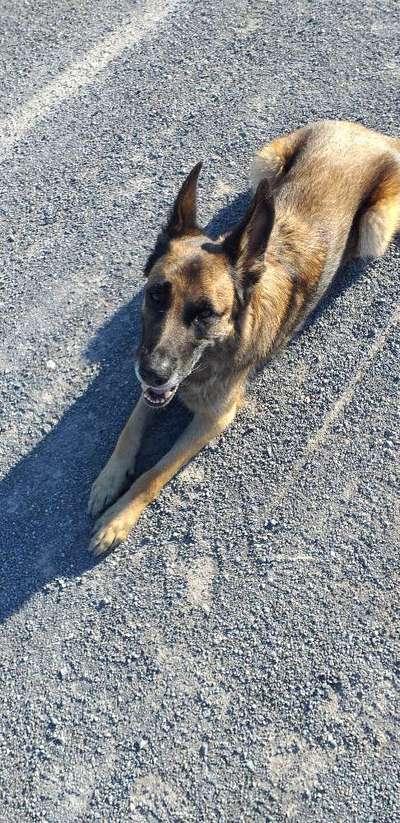 Schäferhund-Beitrag-Bild