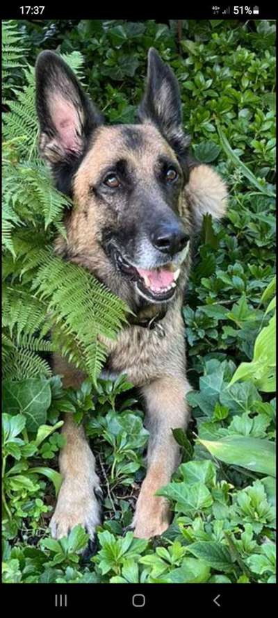 TierschutzhundeStammtisch🐕-Beitrag-Bild