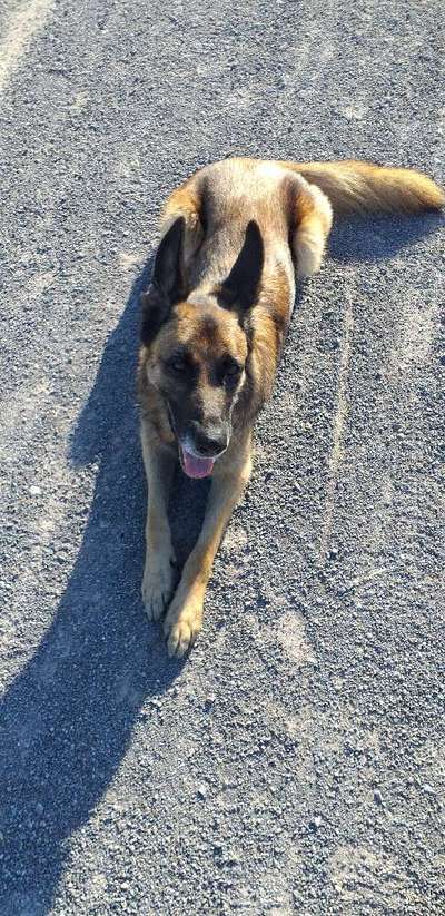 TierschutzhundeStammtisch🐕-Beitrag-Bild