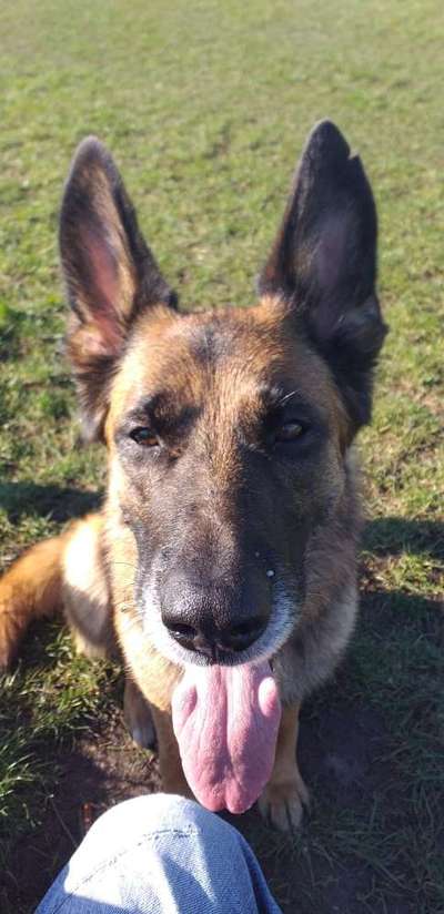 TierschutzhundeStammtisch🐕-Beitrag-Bild