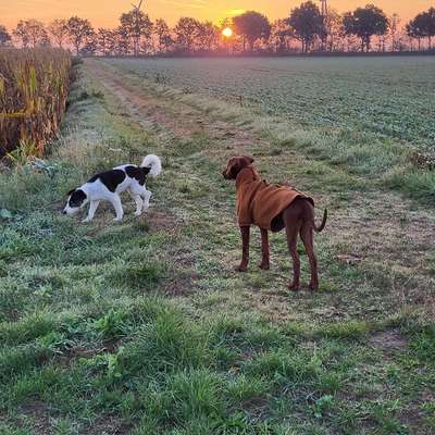 Hundetreffen-Junghunde, Spieltreffen, Gassirunde-Bild