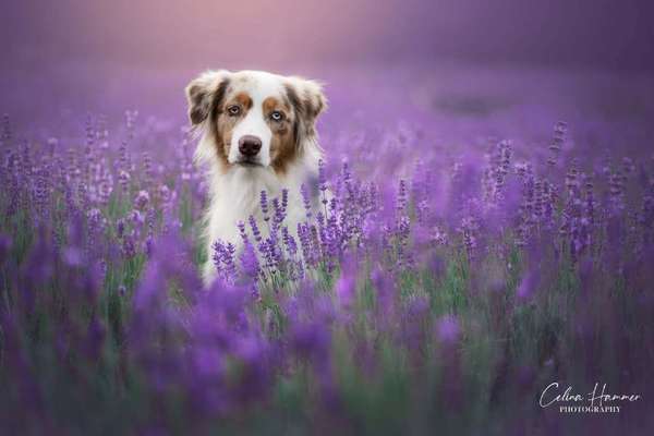 Tierfotografen-Hundefotografie Hammer-Bild