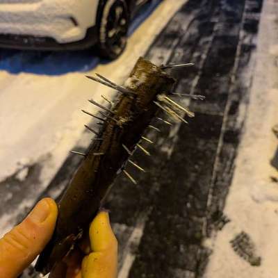 Giftköder-Nägel in Stock-Bild