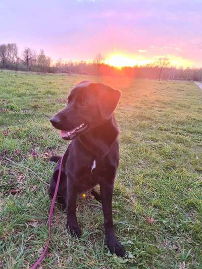 Fotochallenge No. 26                                     Wald und Wiese-Beitrag-Bild