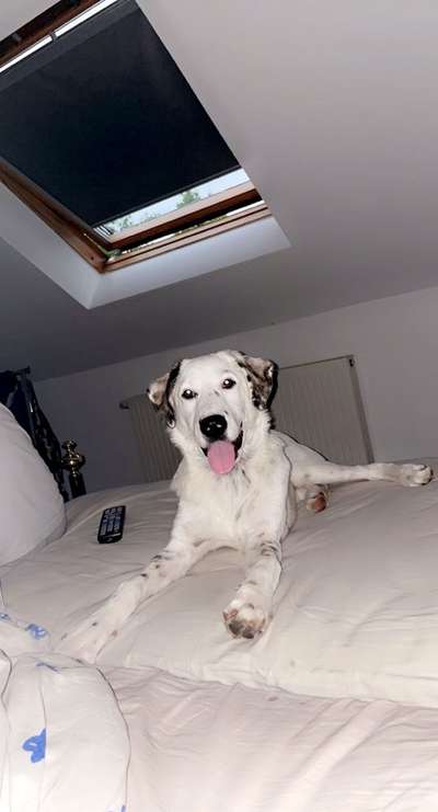 Hunde aus Griechenland-Beitrag-Bild