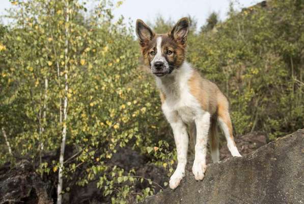 Border Collie-Beitrag-Bild