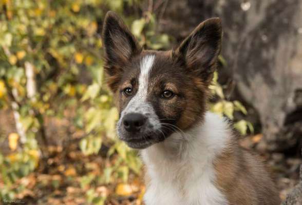 Gibt's hier noch mehr Border Collies???-Beitrag-Bild