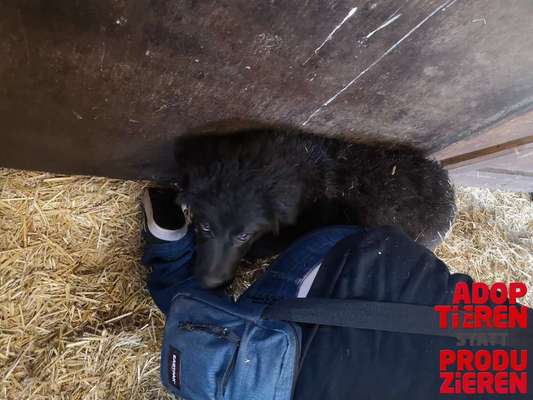 Dogorama Photo Challenge - "Adoptieren statt Produzieren" mit Gewinnspiel-Beitrag-Bild