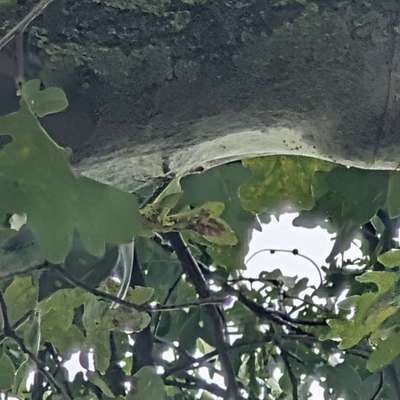 Giftköder-Potentiell Eichenprozessionsspinner-Bild
