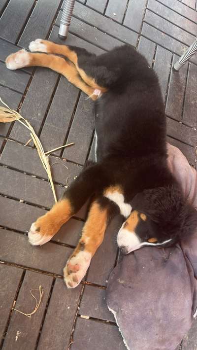 Berner Sennen-Beitrag-Bild