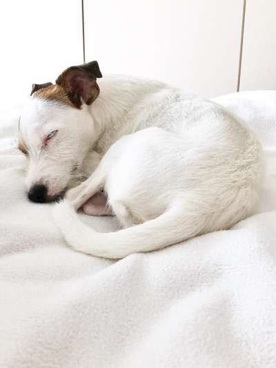 Die Dogorama Kalender Challenge Titelbild-Beitrag-Bild