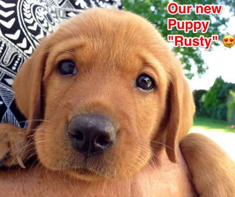 Welpen Bilder !-Beitrag-Bild