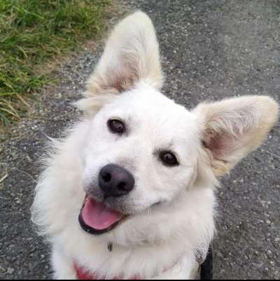 Fotochallenge Nr. 59 - Mein Hund zeigt die Zunge-Beitrag-Bild